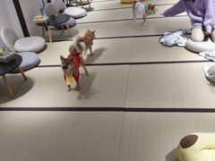 -逗柴咖啡屋·狗咖猫咖宠物桌游