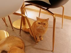 -飞行喵MR PILOT|猫舍·猫咖(静安大融城店)