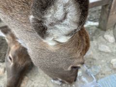 -栾川竹海野生动物园