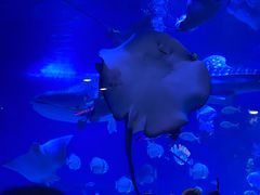 -烟台海昌鲸鲨海洋公园