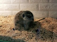 -平行世界·猫咖(首经贸店)