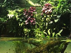 -ADA自然水景世界
