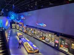 -贝林大翅鲸简餐厅(国家海洋博物馆店)