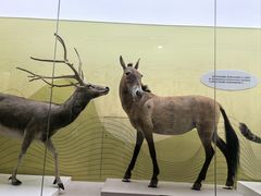 -国家自然博物馆