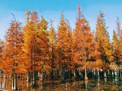 -白鹭湾湿地公园