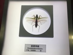 -上海昆虫博物馆