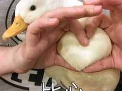 -德兴馆(山西南路店)