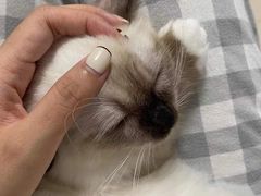 -lincat·猫舍(广州店)