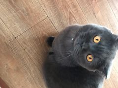 -猫的茶·猫咖