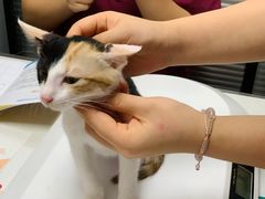 -伟伟宠物医院·CT影像中心·瑞派犬猫综合性门诊(汉口总院)