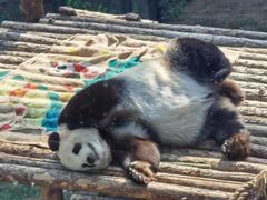 -大连森林动物园