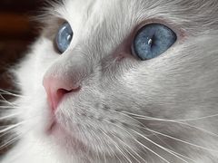-猫大福·Fortune Cat猫舍(百子湾店)