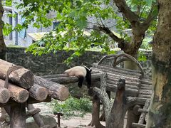 -都江堰中华大熊猫苑