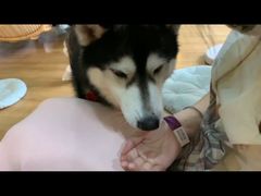-Husky Go! 哈士奇体验馆·宠物咖啡厅狗咖