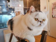 -Cappucimeow猫咪咖啡馆(韦伯时代店)