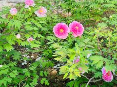 -洛阳市隋唐城遗址植物园