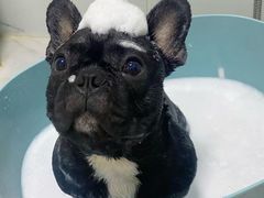 -萌宠之家·腊肠犬·马尔泰·小体犬舍