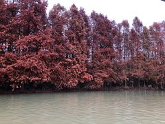 -上海海湾国家森林公园