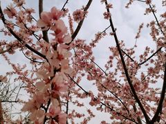 -桃花堤公园