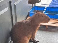 -FAIRYLAND龙族星球主题餐厅(凯丹广场店)