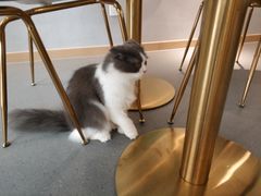 -飞行喵MR PILOT|猫舍·猫咖(静安大融城店)