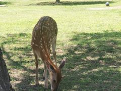 -承德避暑山庄景区