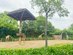 -上海野生动物园