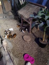 -酷嗒动物文化乐园(cutezoo西溪乐天城店)