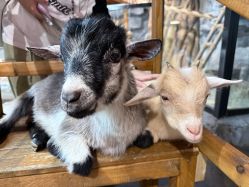 -Zoolung Zoolung动物主题公园(海信广场店)