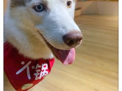 -Husky Go! 哈士奇体验馆·宠物咖啡厅狗咖