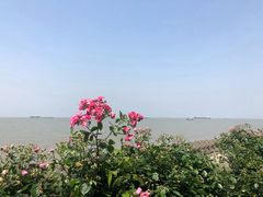-上海滨江森林公园