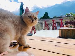 -喵屿·大理花园猫咖