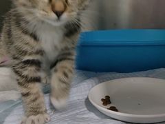 -心仪动物医院·牙专科·肿瘤·心脏科(西客站院)