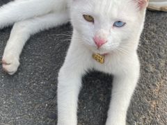 -白茶原·一片叶子