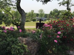 -鹅湖玫瑰文化园