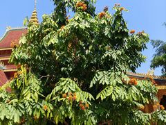 -西双版纳勐泐文化旅游区