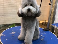 -PETKIT小佩宠物(古北店)