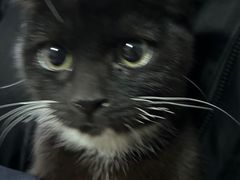 -欣宠猫屋·矮脚拿破仑·蓝金金渐层