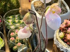 -双季花艺园艺市场(浦东店)