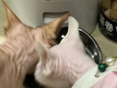 -欧奕国际动物医院