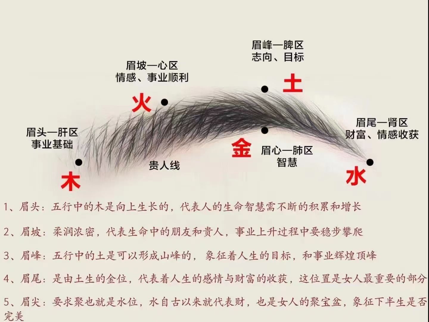 眉毛和五行脏腑的关系