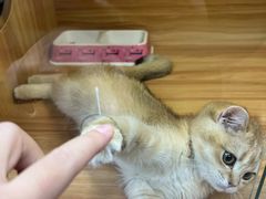 -猫十亿·布偶金渐层·曼基康矮脚猫舍(青年路店)