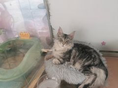 -糯米喵星人总部直营旗舰店·猫舍·幼猫出售