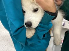 -瑞派康怡24h宠物医院·犬猫医疗中心·微创绝育(瑞景分院)