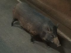 -清迈夜间动物园