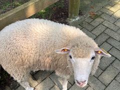 -神户市立六甲山牧场