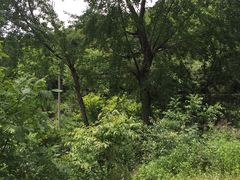 -王顺山国家森林公园