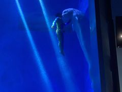 -芜湖新华联大白鲸海洋公园