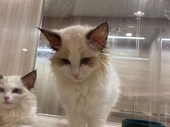 -飞行喵MR PILOT|猫舍·猫咖(静安大融城店)