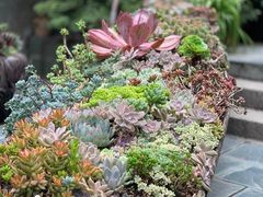 -苍山感通索道